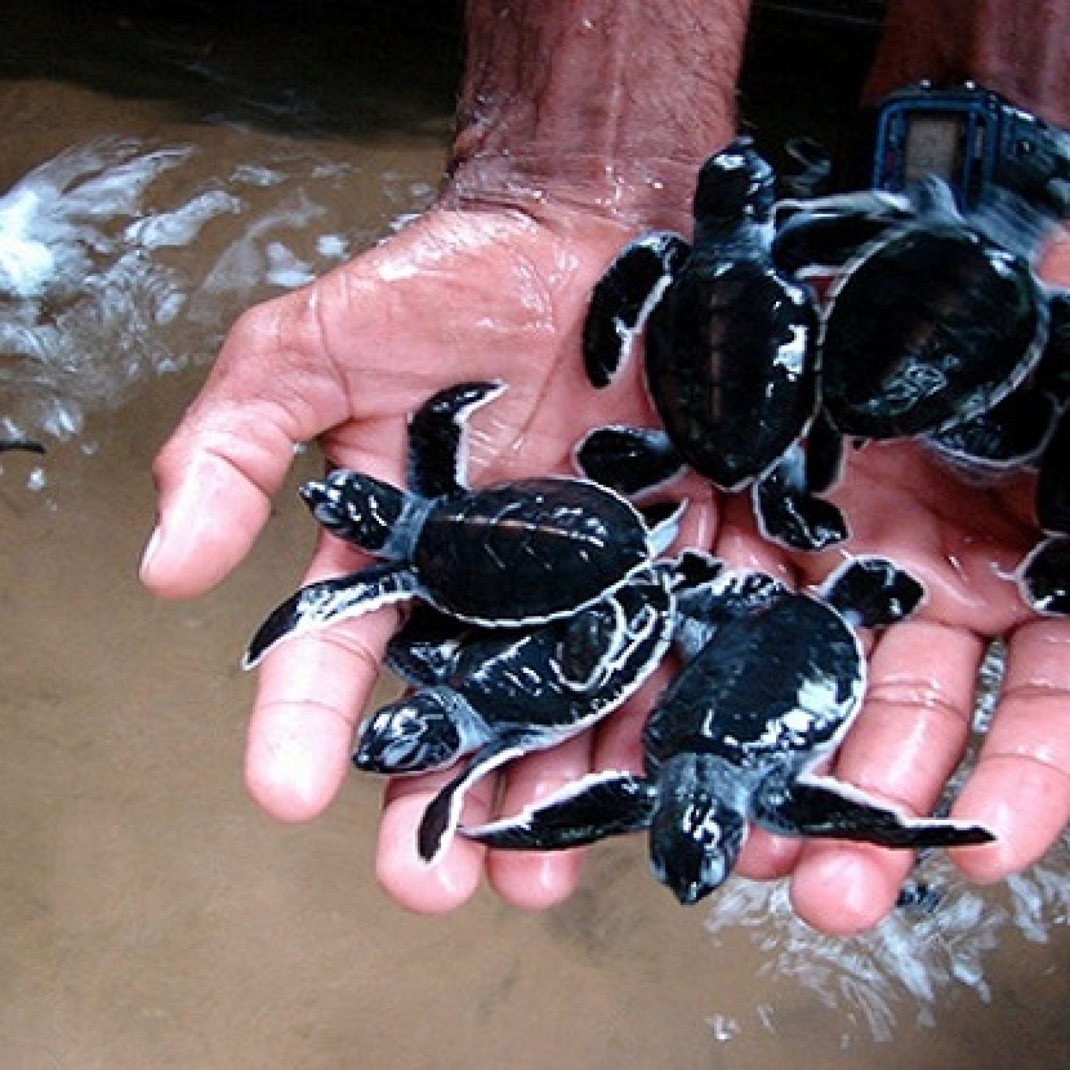 Turtle_Hatchery_Sri_Lanka