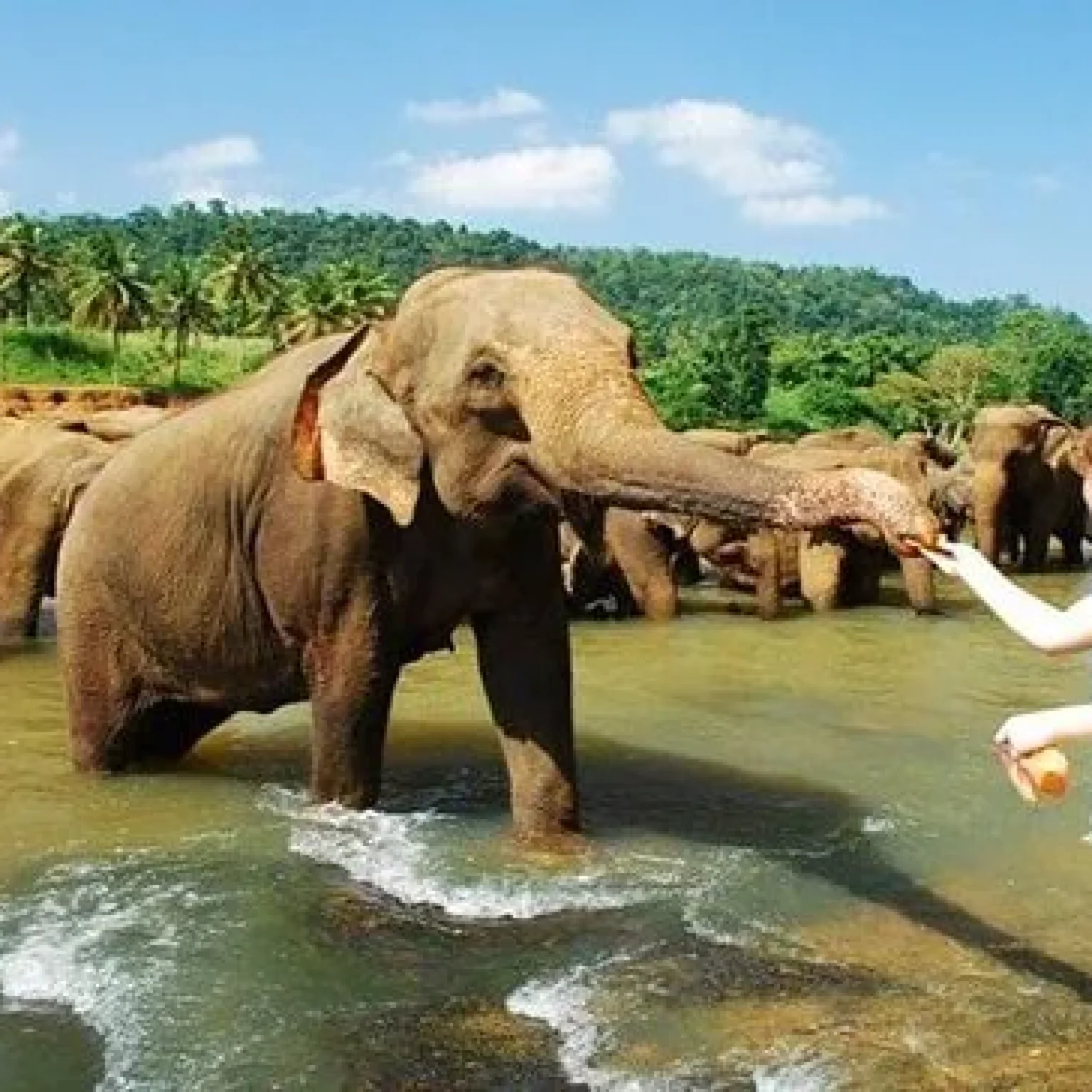 pinnawala-elephant-orphanage-srilanka-kandy