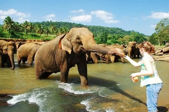 Pinnawala Elephant Orphanage
