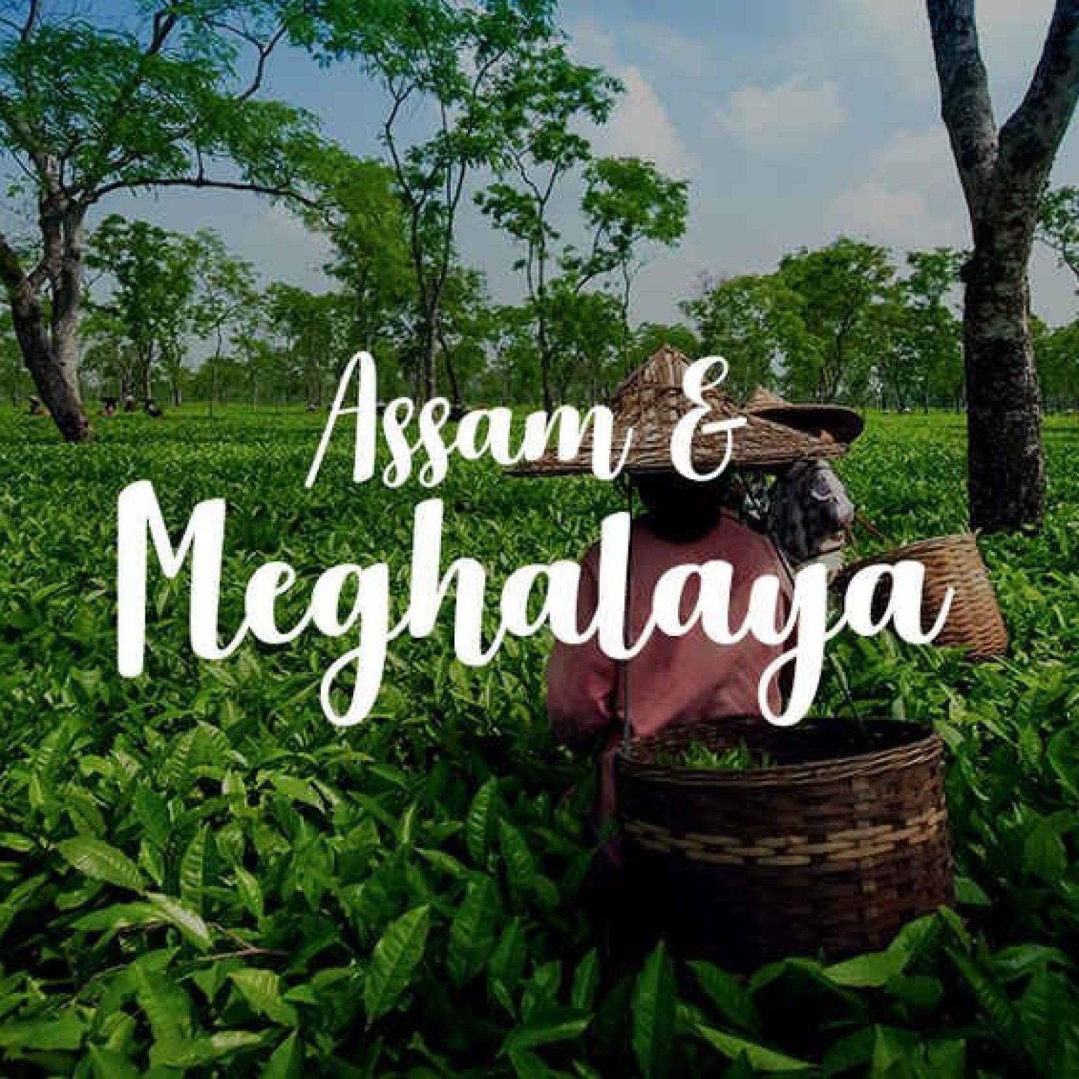 Assam-Meghalaya-Text-NorthEast