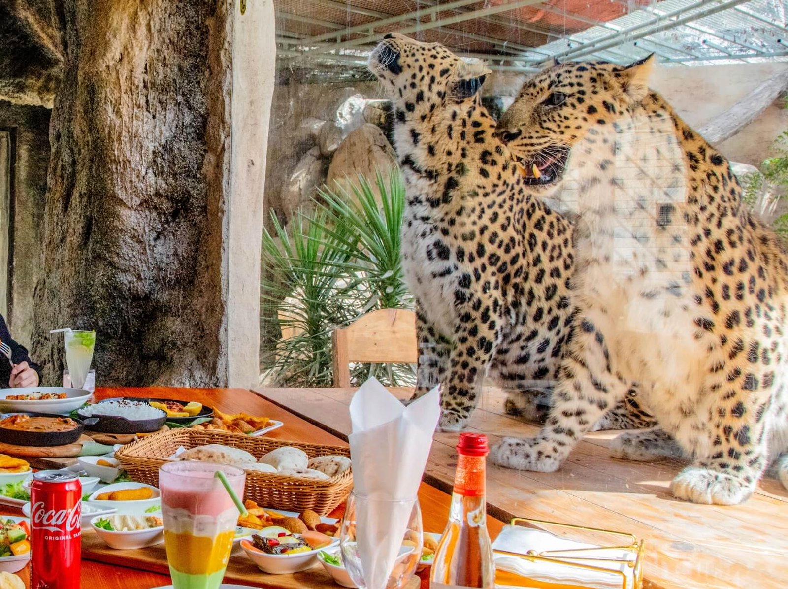 <span>Day 03</span>Emirates Park Zoo Abu Dhabi