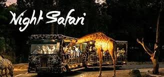 <span>Day 01</span>Night Safari (Tram Ride + Animal Show)