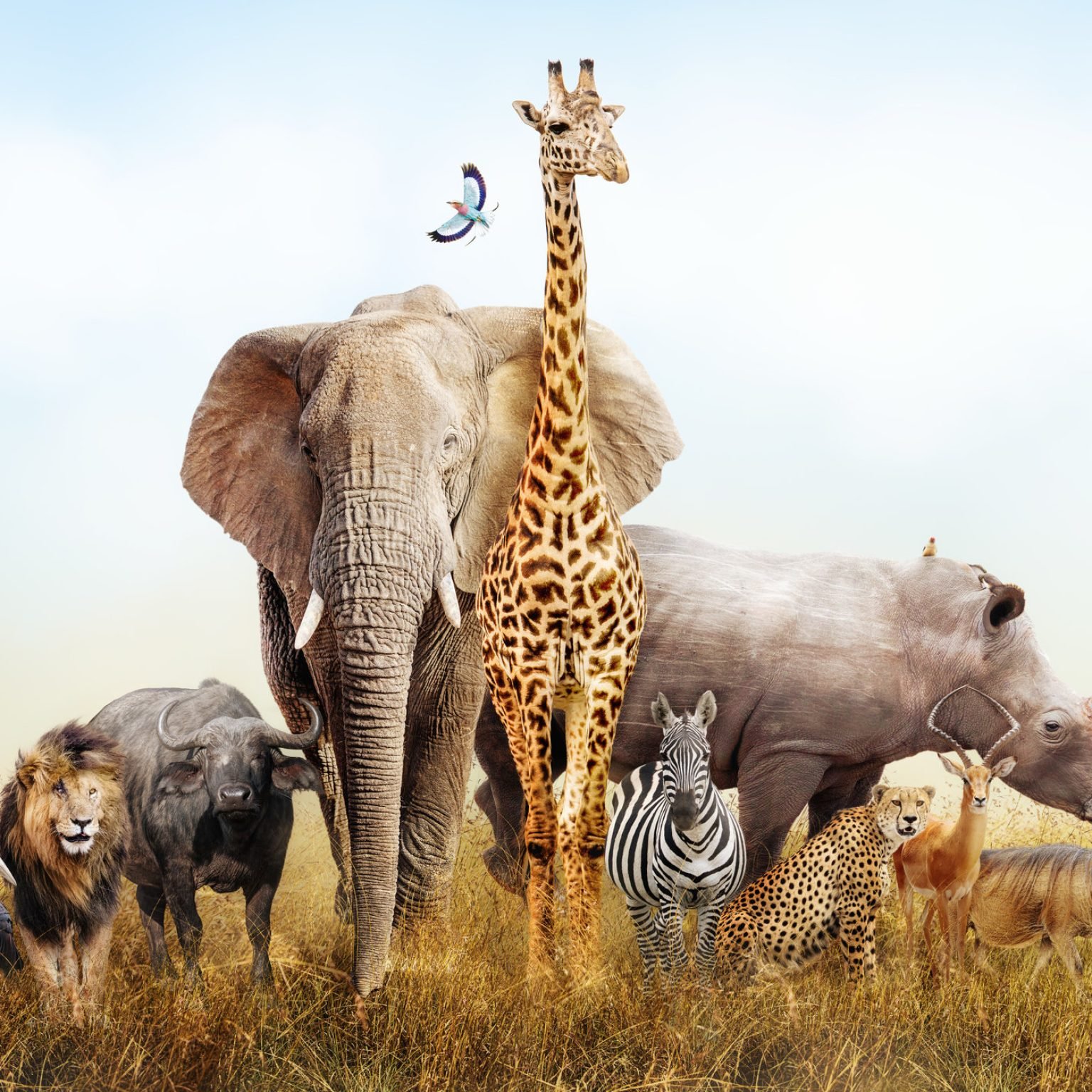 Large group of African safari animals composited together in a scene of the grasslands of Kenya.