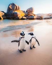 g) Boulders Beach