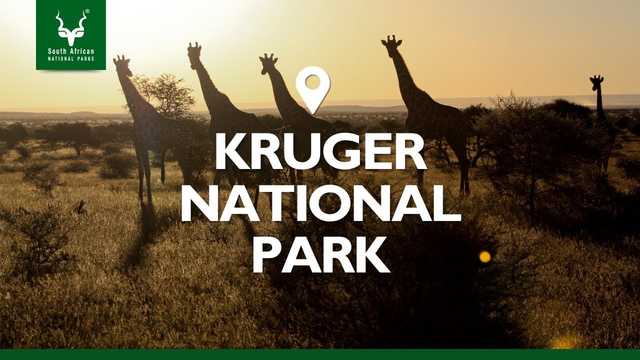 <span>Day 09</span>Full day Open-Safari-Vehicle game drive in Kruger National Park