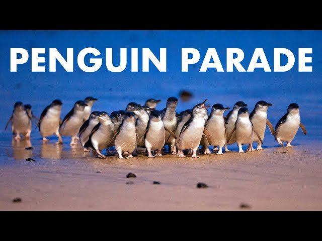 d) Penguin Parade