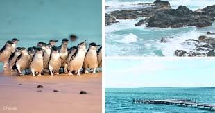 <span>Day 08</span>Melbourne Tour - Phillip Island Tour with Penguin Parade