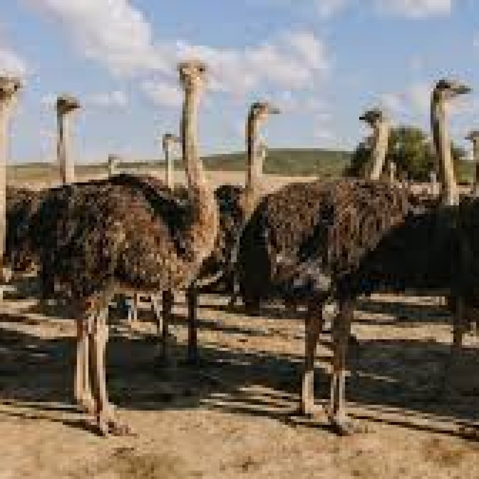 Safari-Ostrich-farm-Oudtshoorn
