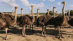 a) Safari Ostrich Farm
