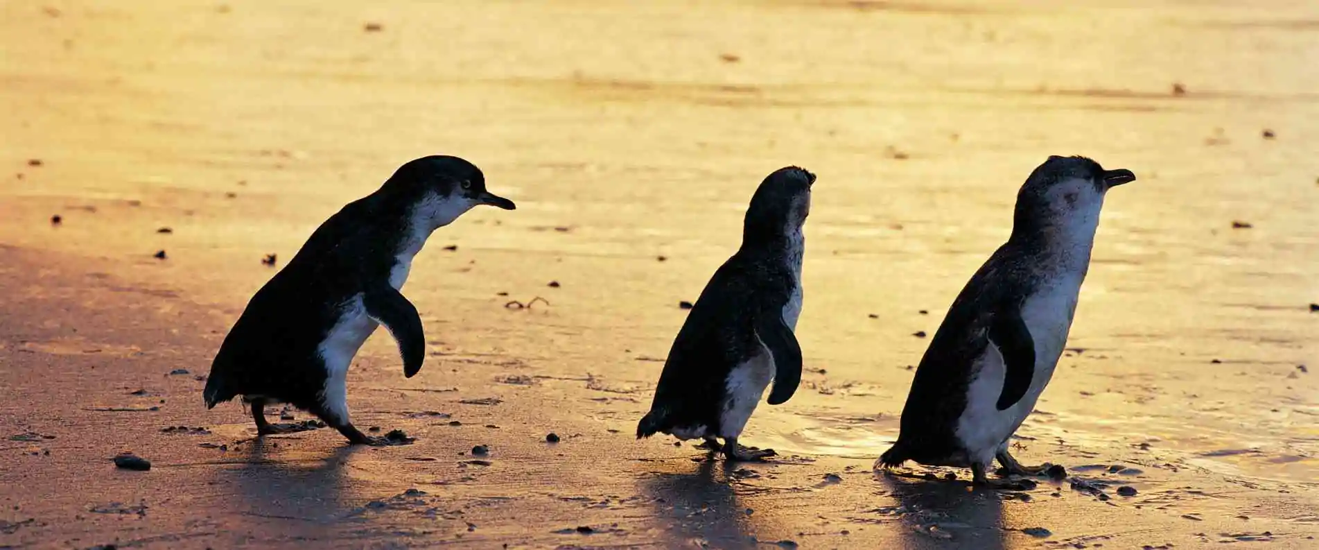 a) Phillip Island Tour